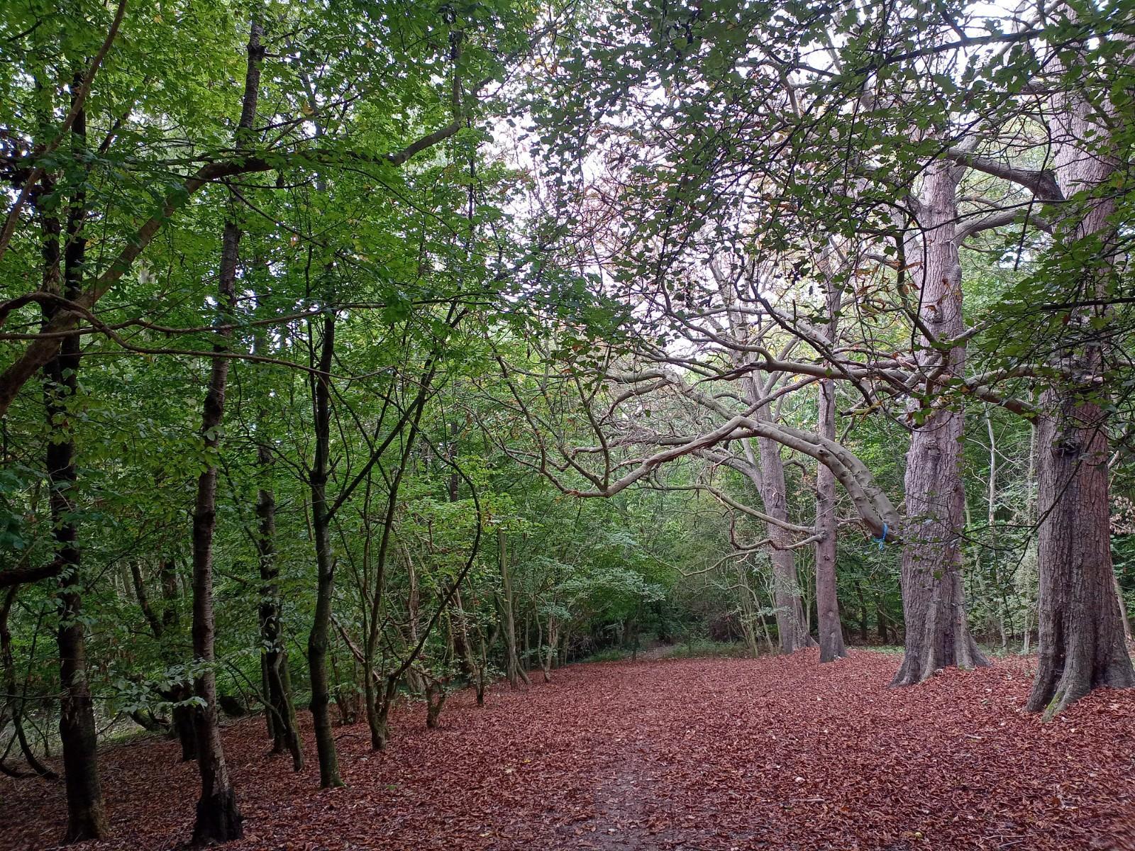 Ruislip Lido - Hillingdon Council