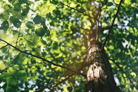 Care for a tree Care for a tree