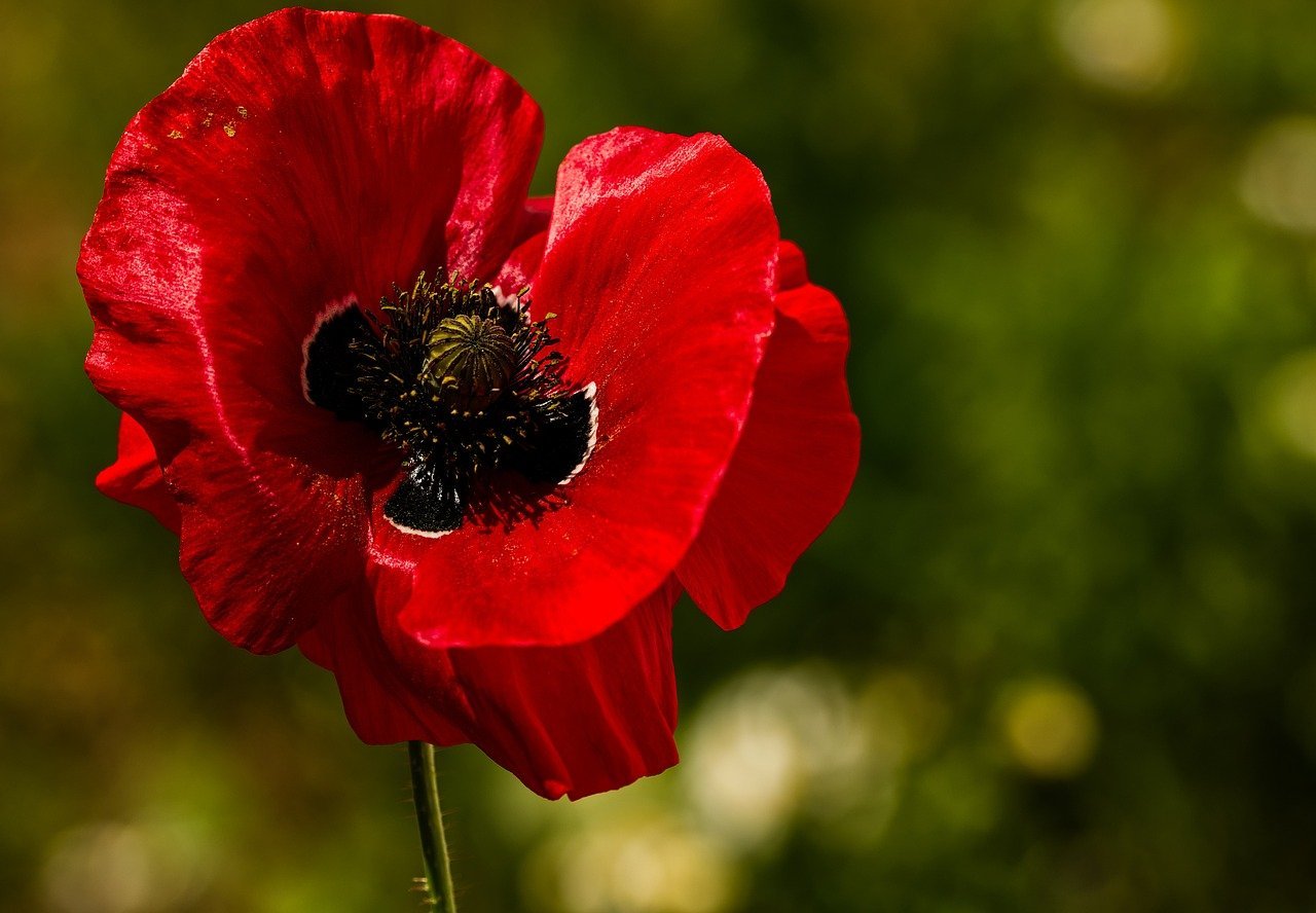 Image for Remembrance Sunday