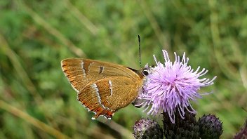 Picture of a brown hairstreak butterfly taken by Val Borrell of London Wildlife Trust (no credit required)