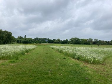 General view of wildflower meadows in Spider Park