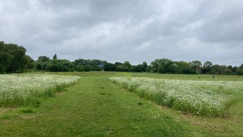 General view of wildflower meadows in Spider Park