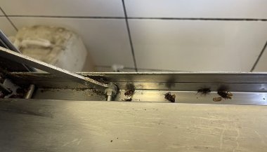 Cockroaches within the kitchen of restaurant