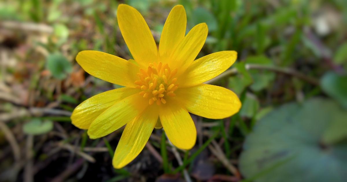 celandine-walks-hillingdon-council