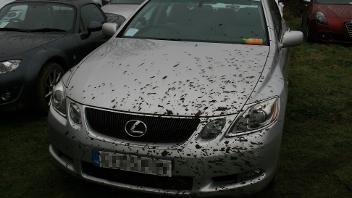 Dirty car in Iver field