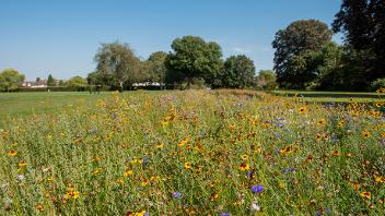 A wild flower meadow in Hayes End Community Park