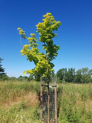 Celebration tree in a park
