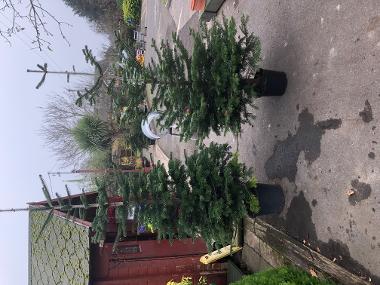 Christmas trees for sale at the RAGC