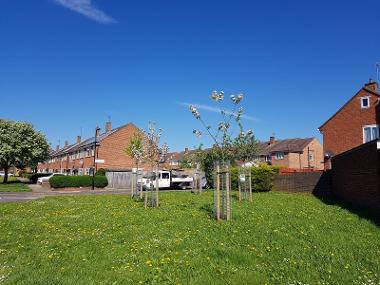 Standard trees planted on green space